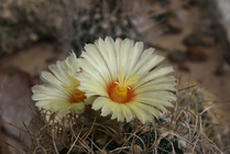 Joku kaktuksen kukka
